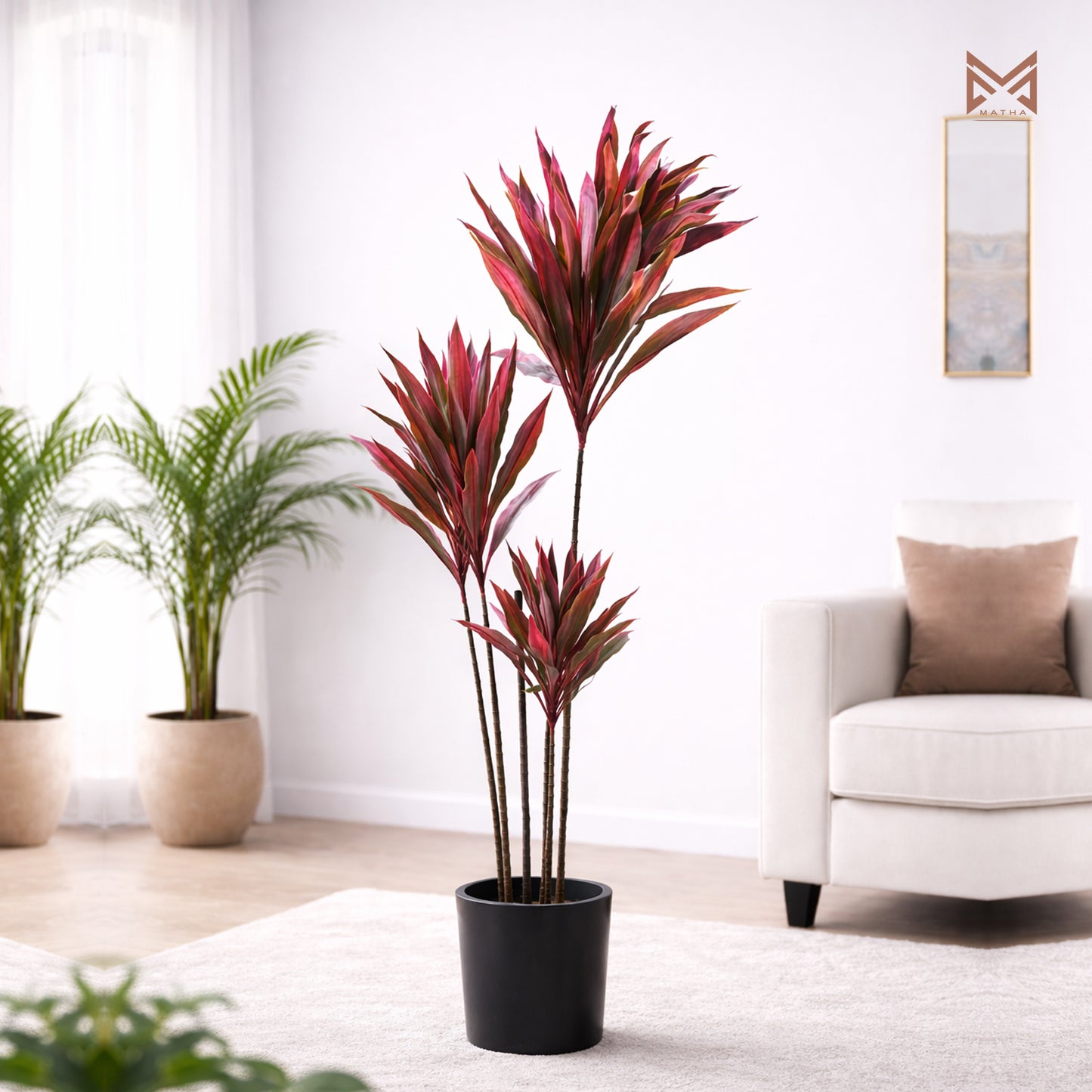 Cordyline Tree 5.5 Ft