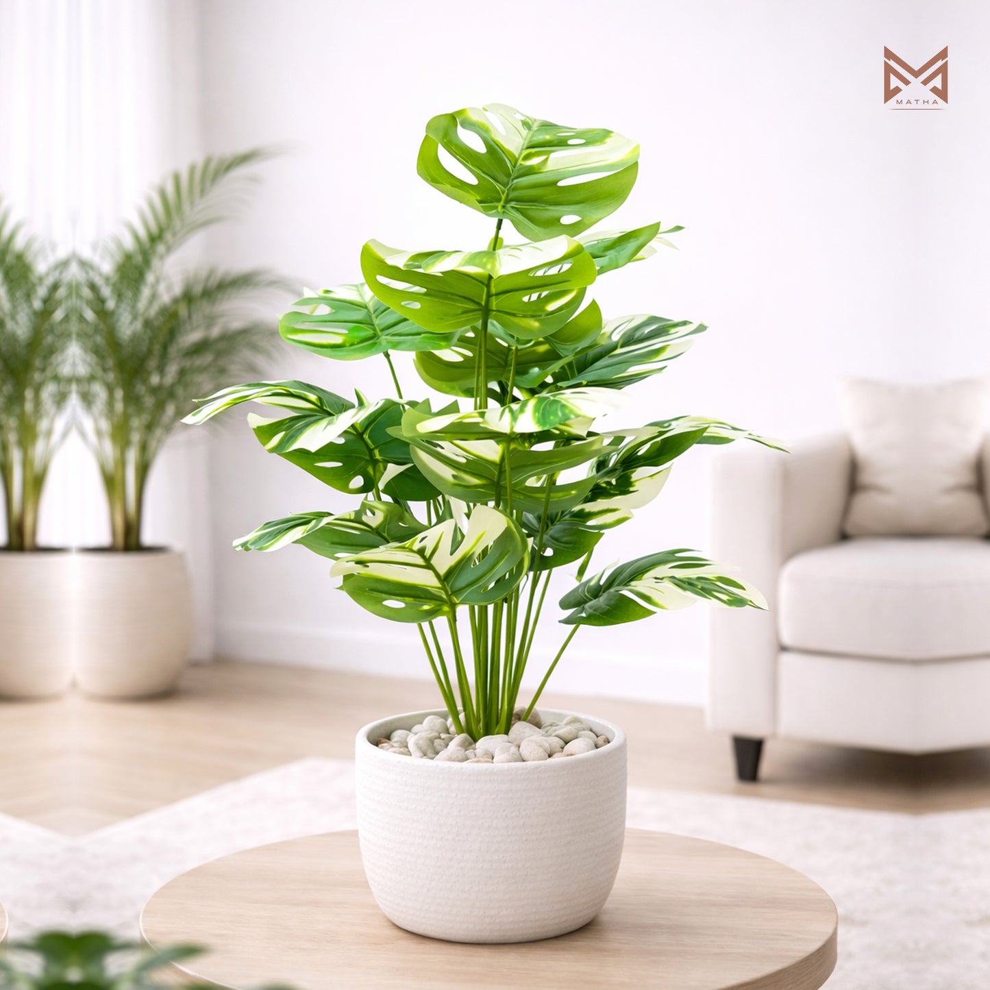 Monstera Plant 2.5 Ft
