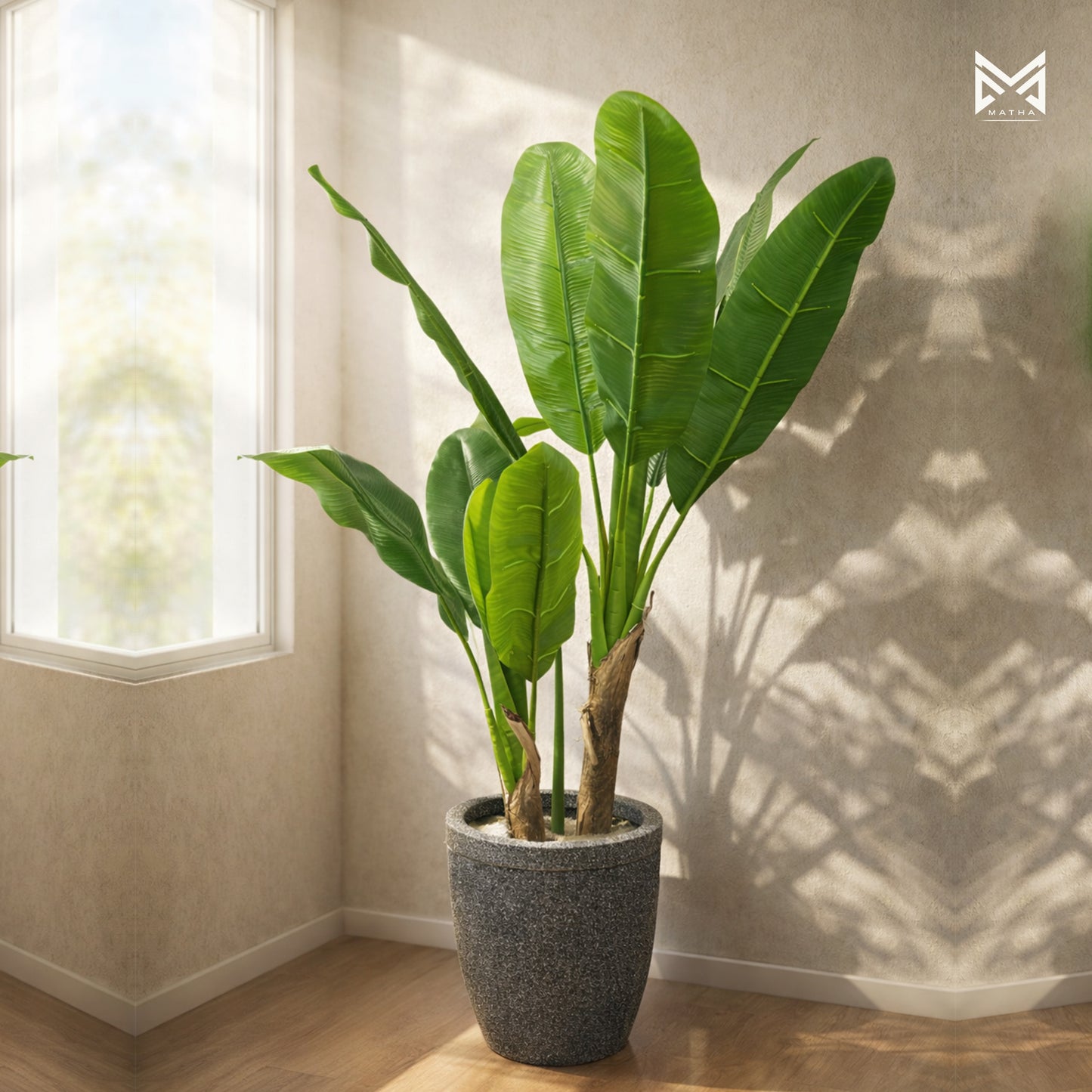 Banana Plant 4 Ft