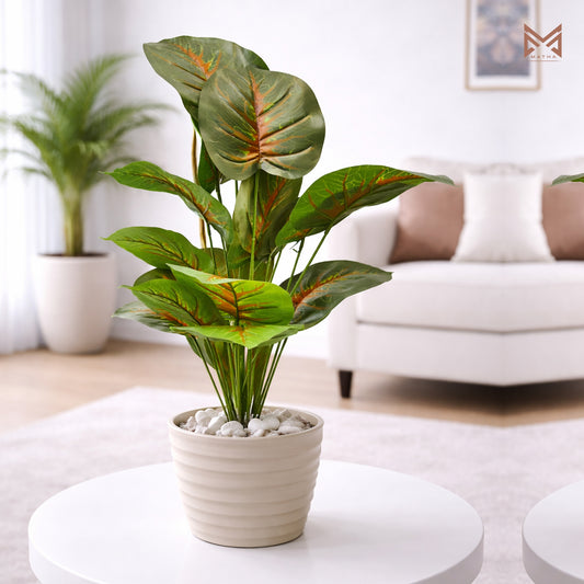 Calathea Plant | 2.5 Feet