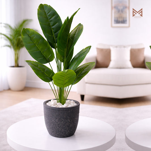 Banana Plant | 2.5 Ft